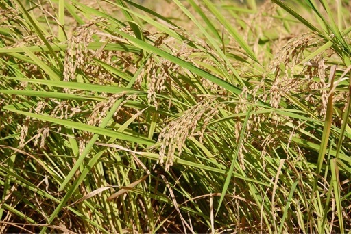 粒はコシヒカリの1.5倍！我が家で栽培の新米「いのちの壱玄米」30キロ②