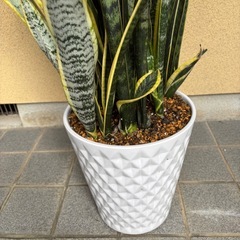 豪華なサンスベリア最終値下げの画像