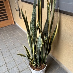 豪華なサンスベリア最終値下げの画像