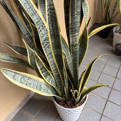 豪華なサンスベリア最終値下げの画像