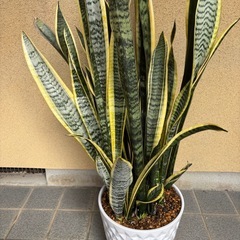 豪華なサンスベリア最終値下げの画像