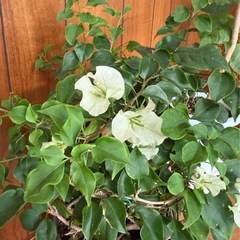 取引中_ブーゲンビリア（グリーン）の画像