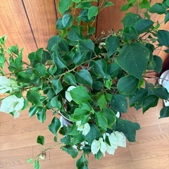 取引中_ブーゲンビリア（グリーン）の画像