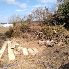 剪定した広葉樹の枝、伐採木の画像