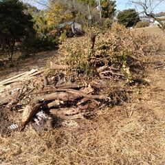 剪定した広葉樹の枝、伐採木の画像