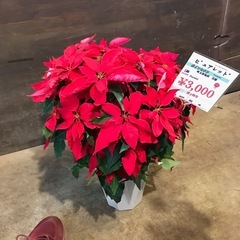 1119デカポインセチアの画像