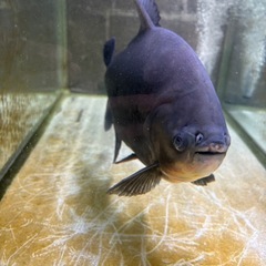 レッドコロソマあげます。の画像