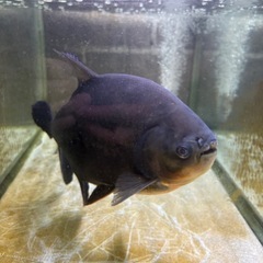 レッドコロソマあげます。の画像