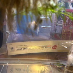 メダカ　レックウザ10匹　水槽付の画像