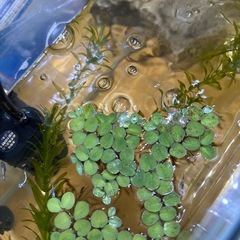 メダカ　レックウザ10匹　水槽付の画像