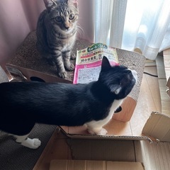 相談中【犬用】ちゅーるごはん(総合栄養食)の画像