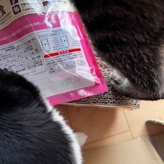 相談中【犬用】ちゅーるごはん(総合栄養食)の画像