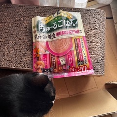 相談中【犬用】ちゅーるごはん(総合栄養食)の画像