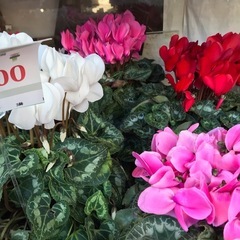 1119 大きなシクラメンの画像