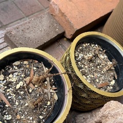 植木鉢無料で差し上げますの画像