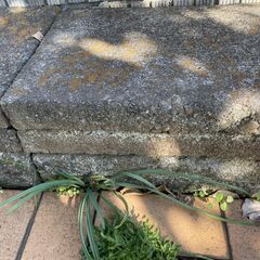 コンクリート敷石 20枚 差し上げますの画像