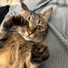 どなたか可愛がってくださる方いませんか。