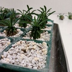 3〜10鉢 多肉植物  ユーフォルビア   峨眉山 白樺麒麟  ヒメウチワサボテン 他少々の画像