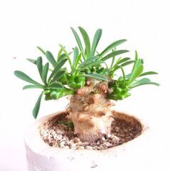 3〜10鉢 多肉植物  ユーフォルビア   峨眉山 白樺麒麟  ヒメウチワサボテン 他少々の画像