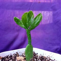 3〜10鉢 多肉植物  ユーフォルビア   峨眉山 白樺麒麟  ヒメウチワサボテン 他少々の画像