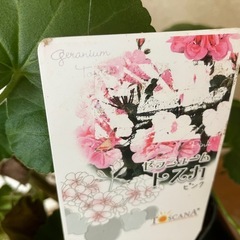 ゼラニウム　トスカの画像