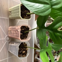 ヒメモンステラ の画像