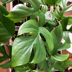 ヒメモンステラ の画像