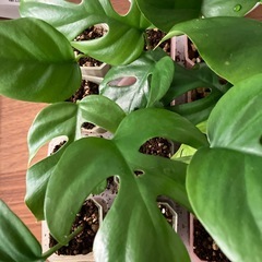 ヒメモンステラ の画像