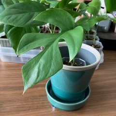 ヒメモンステラ の画像