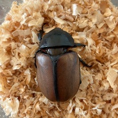 ゴホンヅノカブトペアの画像