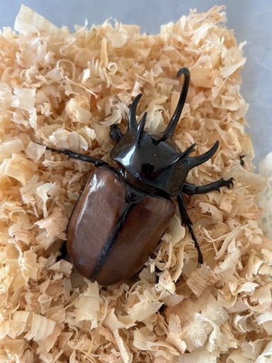 ゴホンヅノカブトペア