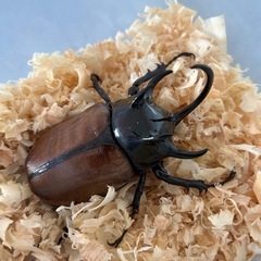 ゴホンヅノカブトペアの画像