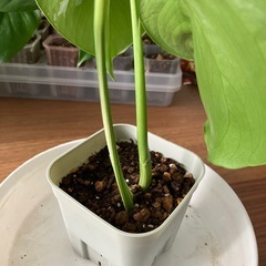 斑入り　モンステラ の画像