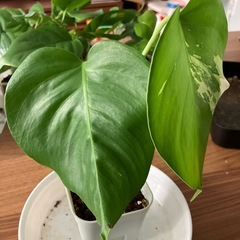斑入り　モンステラ の画像