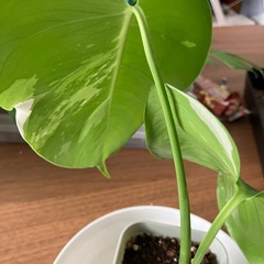 斑入り　モンステラ の画像