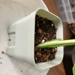 斑入り　モンステラ の画像