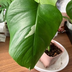 斑入り　モンステラ の画像