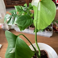 斑入り　モンステラ の画像