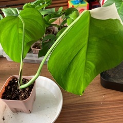 斑入り　モンステラ の画像