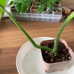 斑入り　モンステラ の画像