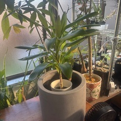 ドラセナ　グローカル　観葉植物　塊根植物　多肉植物　ビザールプランツ　レアプランツ　ガーデニング　植物　グリーン　趣味　盆栽　葉　花　庭　草　インテリア　おしゃれ　飾り　園芸　の画像