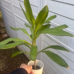 ドラセナ　グローカル　観葉植物　塊根植物　多肉植物　ビザールプランツ　レアプランツ　ガーデニング　植物　グリーン　趣味　盆栽　葉　花　庭　草　インテリア　おしゃれ　飾り　園芸　の画像