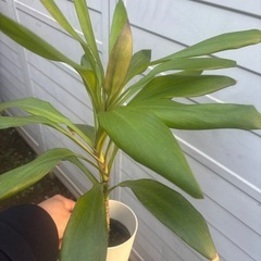 ドラセナ　グローカル　観葉植物　塊根植物　多肉植物　ビザールプランツ　レアプランツ　ガーデニング　植物　グリーン　趣味　盆栽　葉　花　庭　草　インテリア　おしゃれ　飾り　園芸　の画像