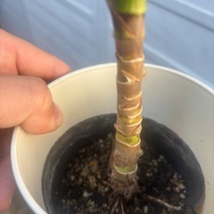 ドラセナ　グローカル　観葉植物　塊根植物　多肉植物　ビザールプランツ　レアプランツ　ガーデニング　植物　グリーン　趣味　盆栽　葉　花　庭　草　インテリア　おしゃれ　飾り　園芸　の画像