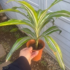 ドラセナ　レモンライム　観葉植物　塊根植物　多肉植物　ビザールプランツ　レアプランツ　ガーデニング　植物　グリーン　趣味　盆栽　葉　花　庭　草　インテリア　おしゃれ　飾り　園芸　の画像