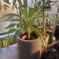 ドラセナ　レモンライム　観葉植物　塊根植物　多肉植物　ビザールプランツ　レアプランツ　ガーデニング　植物　グリーン　趣味　盆栽　葉　花　庭　草　インテリア　おしゃれ　飾り　園芸　の画像