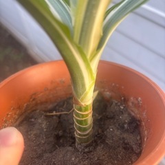 ドラセナ　レモンライム　観葉植物　塊根植物　多肉植物　ビザールプランツ　レアプランツ　ガーデニング　植物　グリーン　趣味　盆栽　葉　花　庭　草　インテリア　おしゃれ　飾り　園芸　の画像