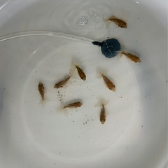 金魚『土佐金』　　　の画像