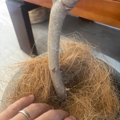 フランスゴムノキ　ゴムの木　フィカス　高さ60センチ　観葉植物　　塊根植物　多肉植物　ビザールプランツ　レアプランツ　ガーデニング　植物　グリーン　趣味　盆栽　葉　花　庭　草　インテリア　おしゃれ　飾り　園芸　の画像