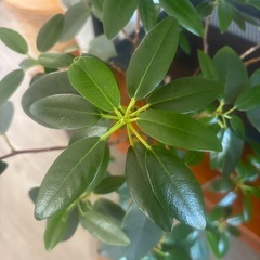 フランスゴムノキ　ゴムの木　フィカス　高さ60センチ　観葉植物　　塊根植物　多肉植物　ビザールプランツ　レアプランツ　ガーデニング　植物　グリーン　趣味　盆栽　葉　花　庭　草　インテリア　おしゃれ　飾り　園芸　の画像